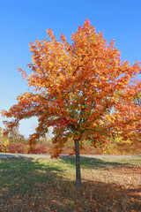 Fototapeta premium true service tree in vibrant autumn colors