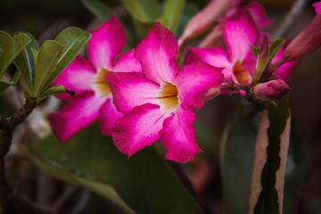 Closeup pink azalea flowers on dark background