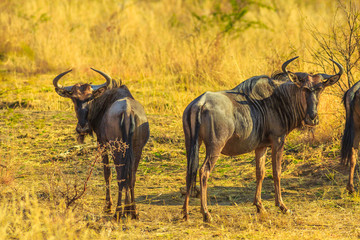 Two adult Wildebeest, Connochaetes Gnou, standing in the savannah plains, Pilanesberg National Park, South Africa. Dry season. The Gnu is a genus of antelopes of the family Bovidae.