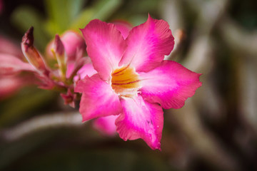 Closeup pink azalea flowers on dark background