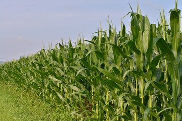 トウモロコシ畑