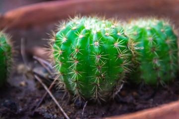 Closeup Green cactus in a pot dark background