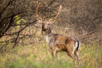 Beautiful fallow deer male (dama dama) in autumn meadow.