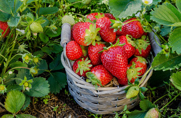 Basket of freshly picked strawberries from the garden