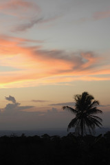 Silhouette of Palm Tree in Ghana, West Africa