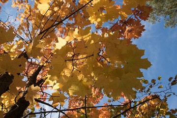 autumn maple