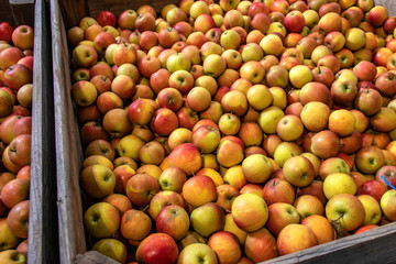 Pommes Elstar en vrac