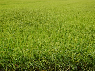 Nature green wheat field,rice farm in Asia countryside