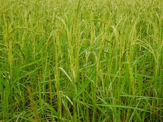grass with water drops of dew
