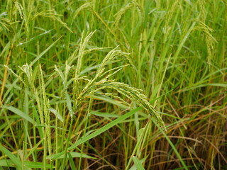 Fototapeta na wymiar Organic rice farm in Thailand,Asia farming and countryside nature background