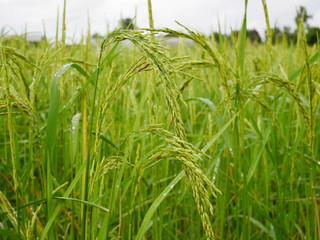 Organic rice field in thailand,nature farm