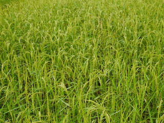 Organic rice farm,Asia farming in countryside,nature green field