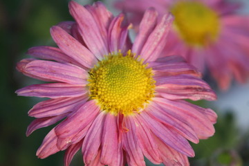 Obraz premium pink flower closeup