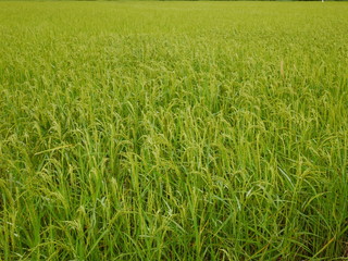Organic rice farm in Thailand,Asia farming and countryside nature background