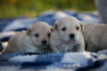 Cute little puppies outside on a blue and white checkered blanket