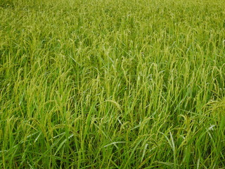 Organic rice farm in Thailand,Asia farming and countryside nature background