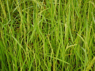 Organic rice farm in Thailand,Asia farming and countryside nature background