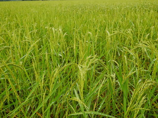 Organic rice farm in Thailand,Asia farming and countryside nature background