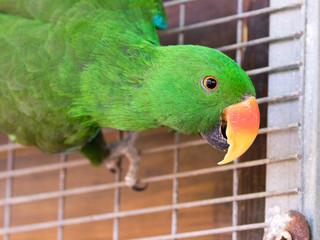 Male of a large green parrot  - Eclectus roratus - is sitting on the grid at the Gan Guru Zoo in...