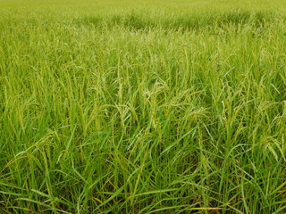 Organic rice farm,Asia farming in countryside,nature green field