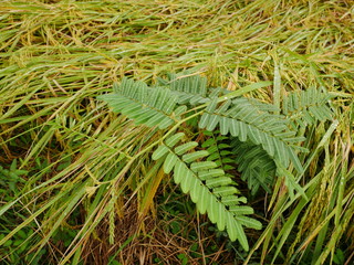 fern in the forest,green plant in nature