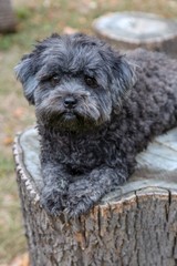 puppy dog on a tree stump