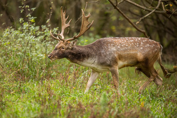 Beautiful fallow deer male (dama dama) in autumn meadow.