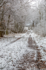 Skogsväg genom bokskog med snö