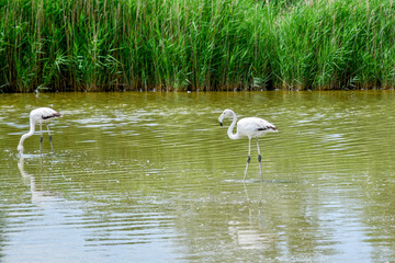 Young wild flamingo in Camargue