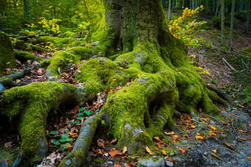 Roots of big tree on a forest
