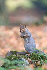 Sciurus carolinensis (Scoiattolo grigio)