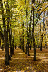 Trees in the park on a sunny autumn day.