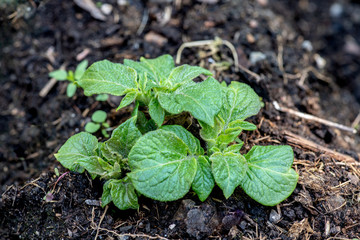 Potato plant beginning to grow