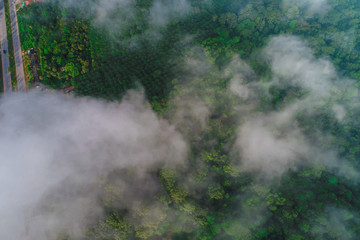 Green tree rainforest with fog erial view