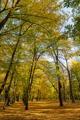 Trees in the park on a sunny autumn day.