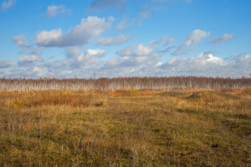 Fototapeta na wymiar beautiful view of autumn swamp and yellow birches