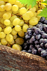 Fototapeta premium New harvest grapes and grape leaves