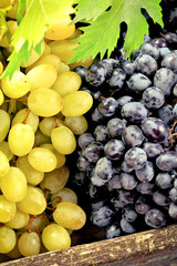New harvest grapes and grape leaves