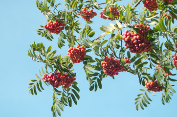 Red Rowan berries on a branch. Ripe mountain ash in autumnal tree against blue sky. Fall seasonal background.