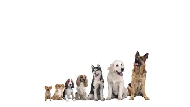 set of pets on white background