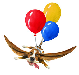 Funny flying basset. Hand drawn watercolor - 229370021