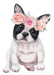 Cute french bulldog puppy in wreath of roses. Hand drawn watercolor - 229370030