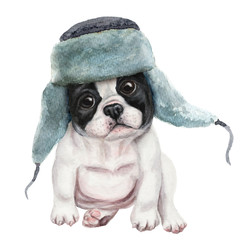Cute french bulldog puppy in winter hat. Hand drawn watercolor - 229370035