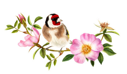Goldfinch on a wild rose branch. Hand drawn watercolor - 229370048