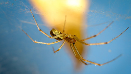 Streckerspinne, Spinne