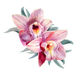 Two wonderful pink orchids. Hand drawn watercolor - obrazy, fototapety, plakaty