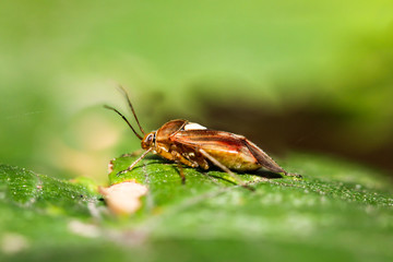 Wanze auf einem Blatt