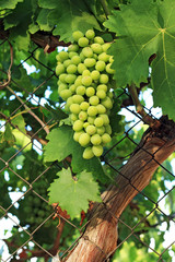 Wild grapes at the beginning of summer