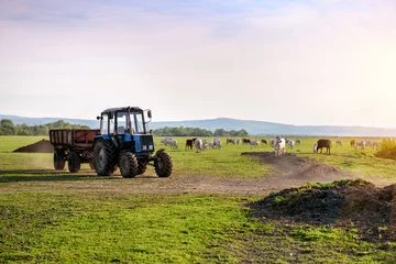 Foto op Aluminium tractor and cows on the farm © Volodymyr Shevchuk