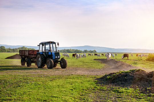 tractor and cows on the farm